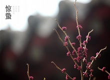 《驚蟄》雨水一過(guò)，地氣漸漸蒸騰上來(lái)。麥田澆了二遍水，更綠更密實(shí)了，眼看著瘋長(zhǎng)起來(lái)。空氣里濕漉漉里。[詳細(xì)]