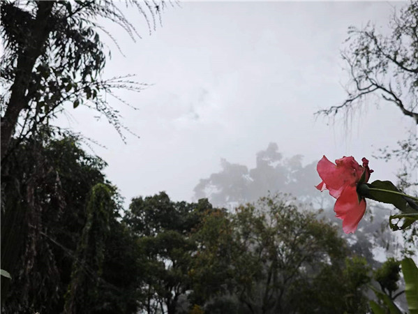 “云海”為遠(yuǎn)處的植物平添幾分朦朧美