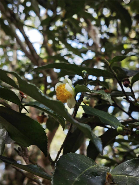 古茶林間綻放在枝頭的茶花飄散陣陣清香