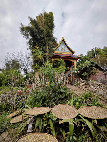 晾曬茶花。寨子里的生活隨處可見與茶有關(guān)的小景