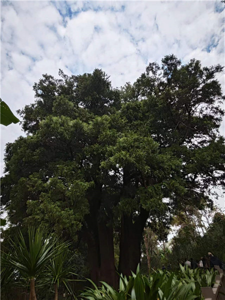 來到翁基古寨，不能不注意到一座寺廟和一棵古樹。寺廟是帕哎冷寺，古樹則是一棵古柏樹。翁基古柏經(jīng)研究鑒定，樹齡在2500年以上，樹根徑圍11米，胸徑3.5米，樹高20余米。相傳翁基后山上有妖龍為惡村里，為解除村民苦難，一佛爺來到村頭打坐誦經(jīng)，點(diǎn)化惡龍。日久天長(zhǎng)，惡龍終受感化而變身成為柏樹。它與古寺相伴相生，綠蔭蔽天，村民稱此景觀為“古柏聽經(jīng)”。